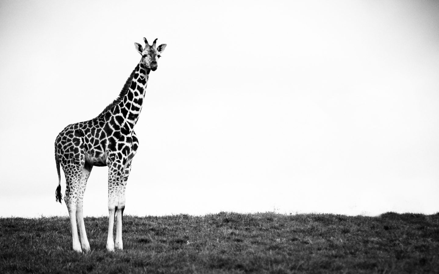 Giraffe Black And White Wallpaperwebs