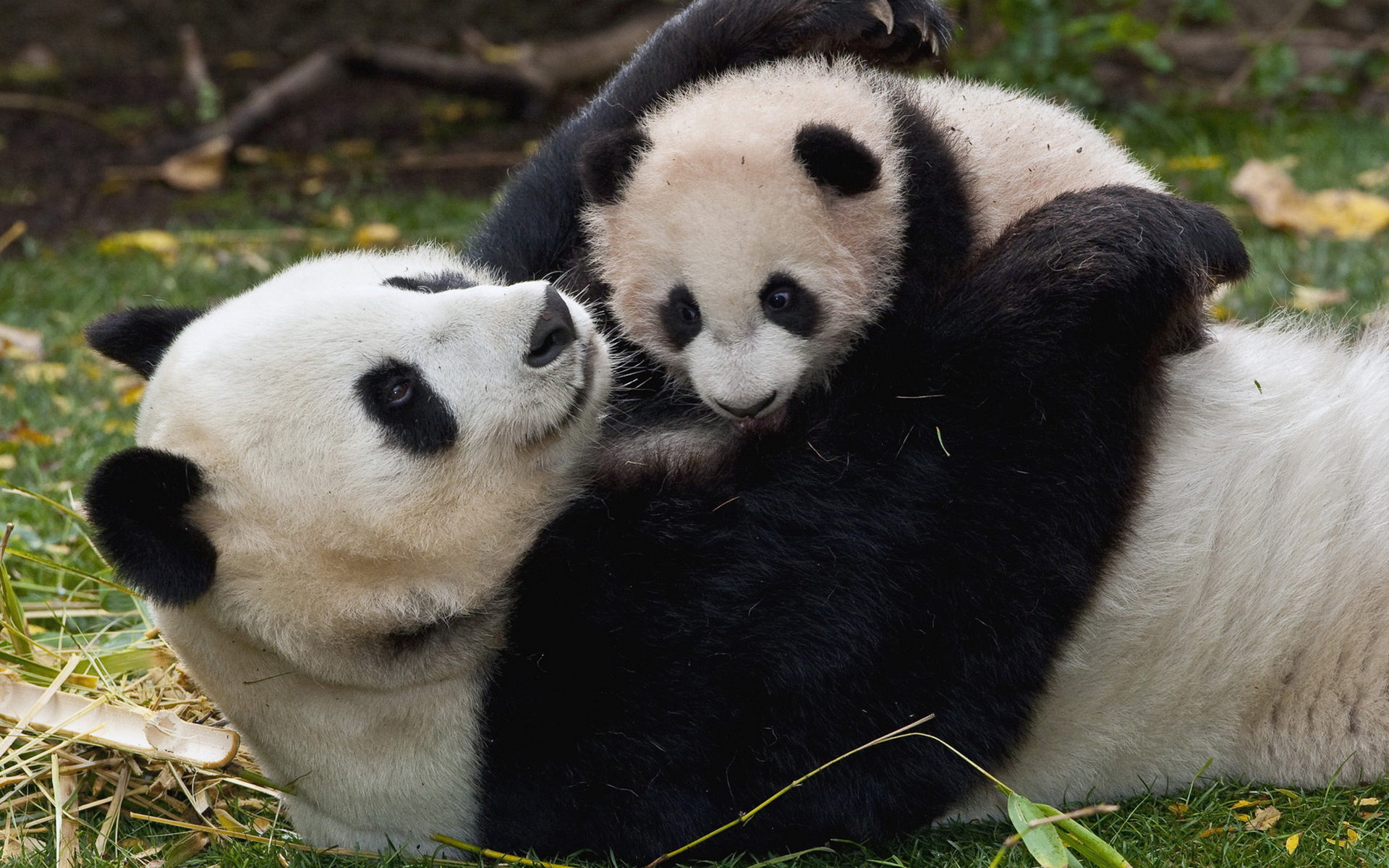 Panda And Baby Wallpaper Image Pictures Photos