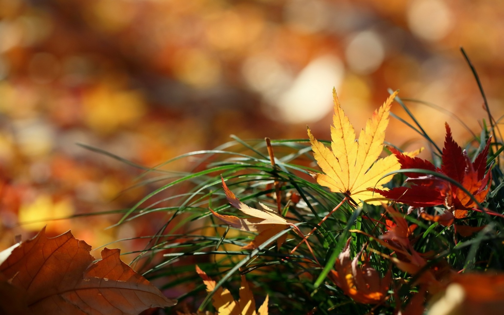 Nature Leaves Autumn Fall Macro Grass Wallpaper