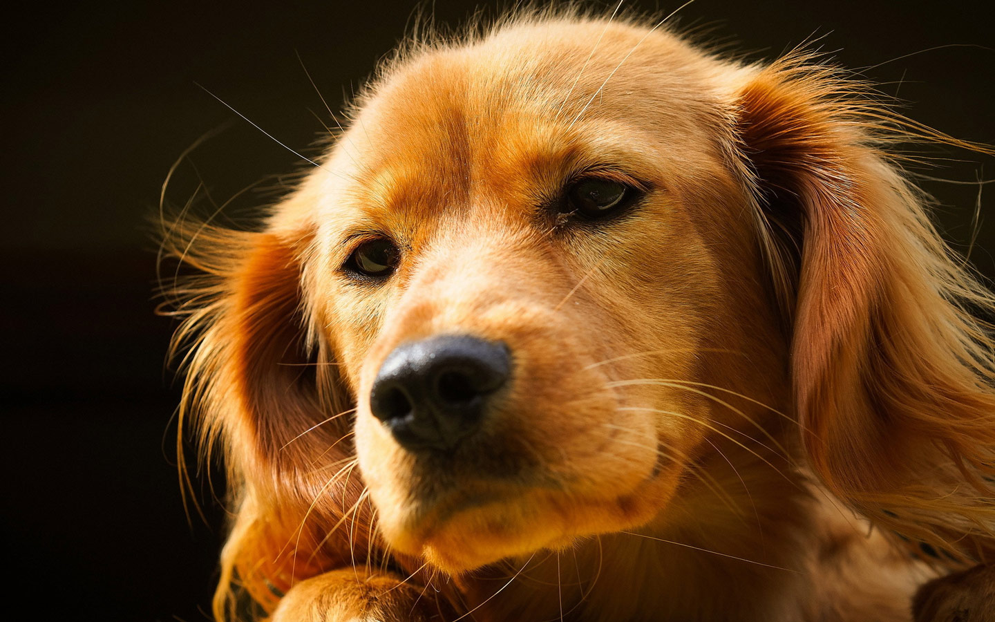 Cute Lovely Dog Puter Desktop Wallpaper Pictures