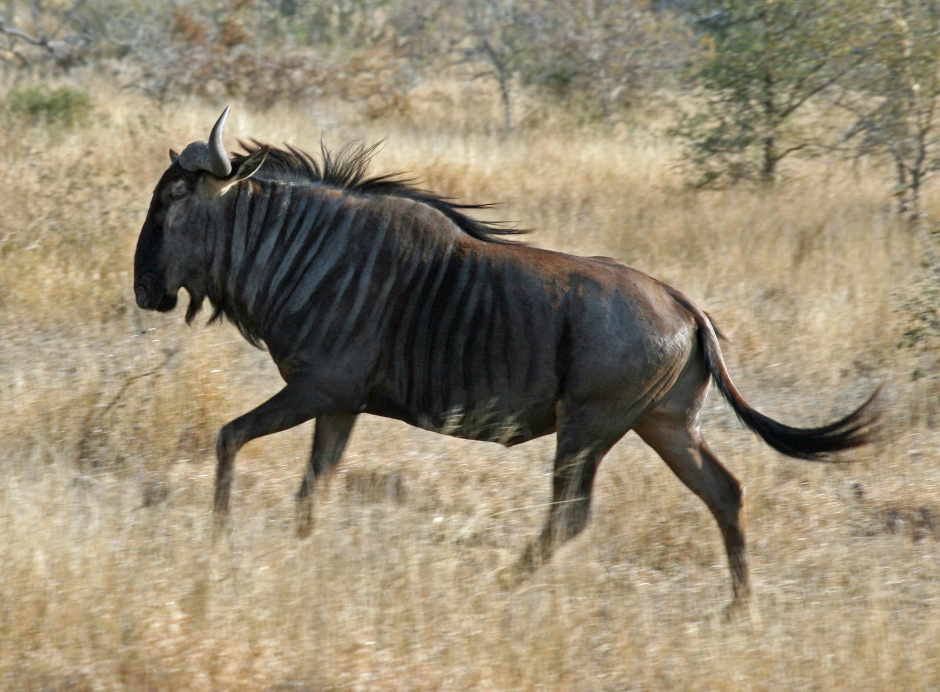 A wildebeest running across the African savanna