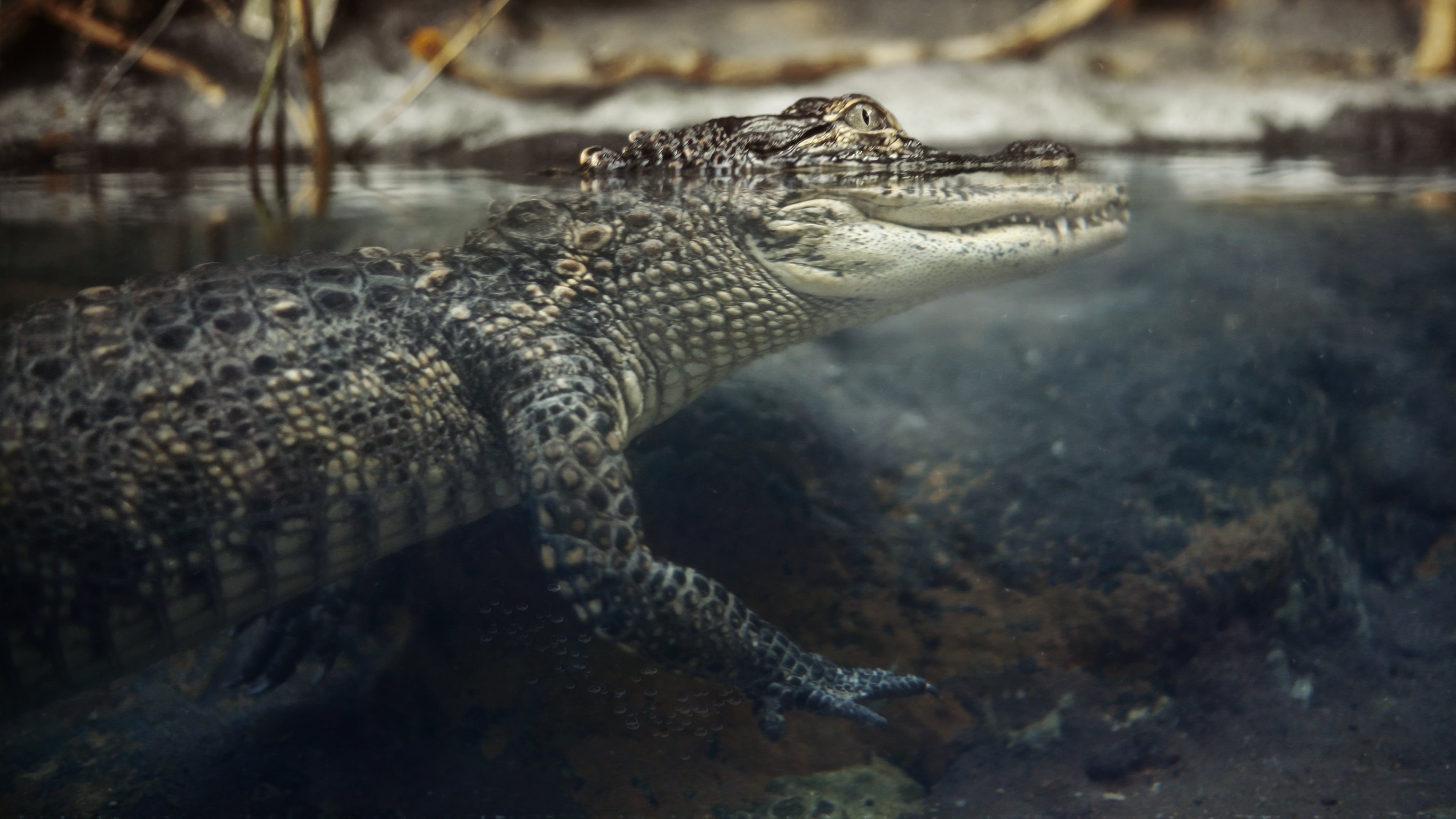 Pin Alligator HD Wallpaper