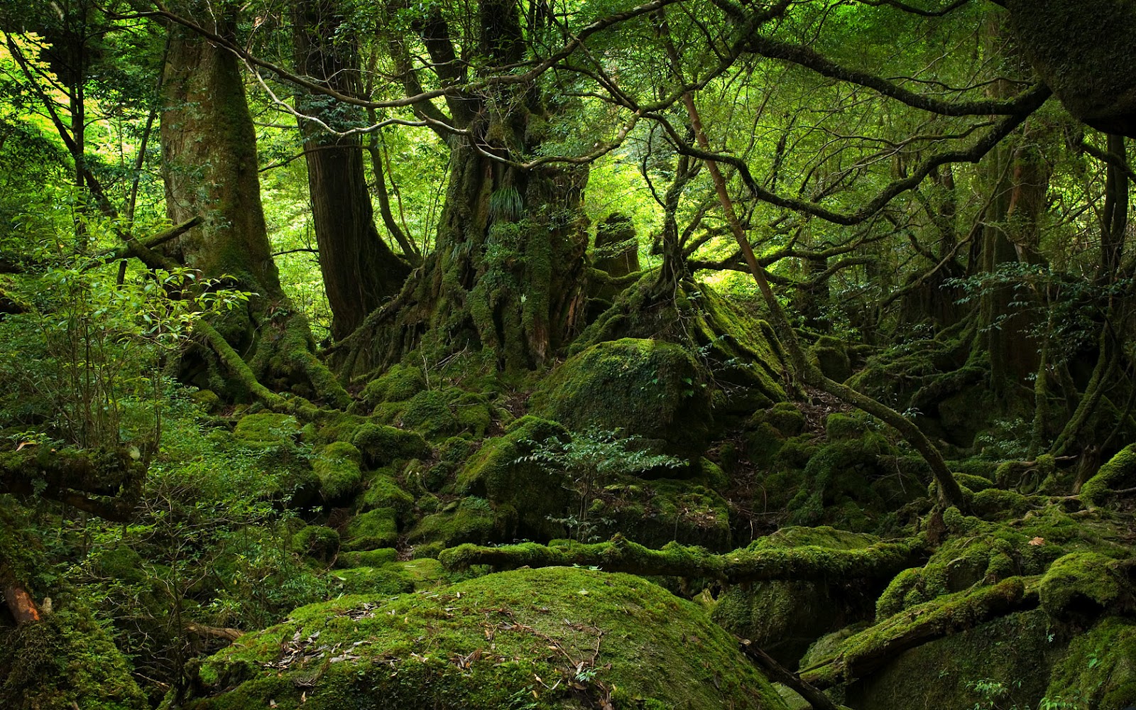 Moss Covered Stones Trees HD Nature Wallpaper