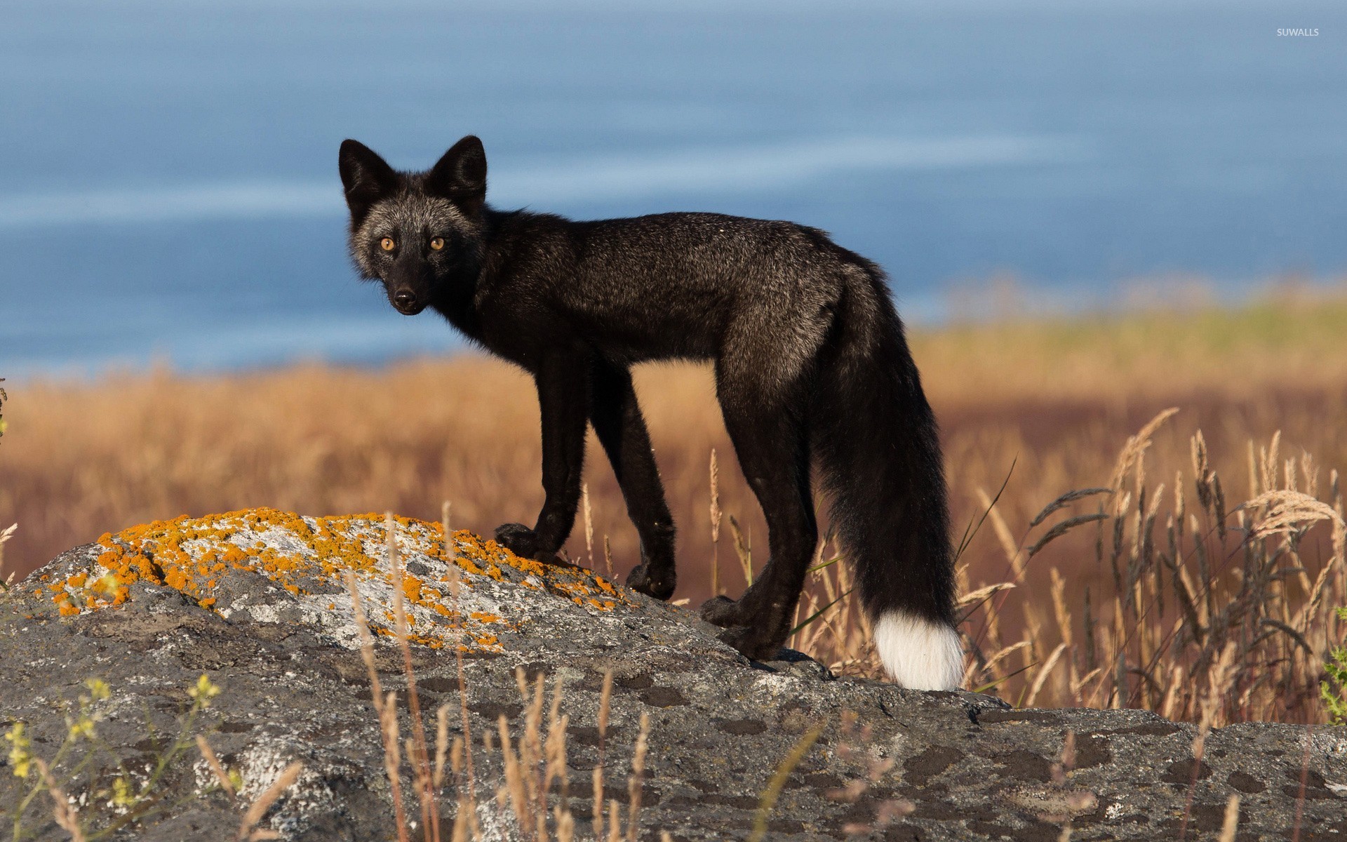 Black Fox Wallpaper Animal