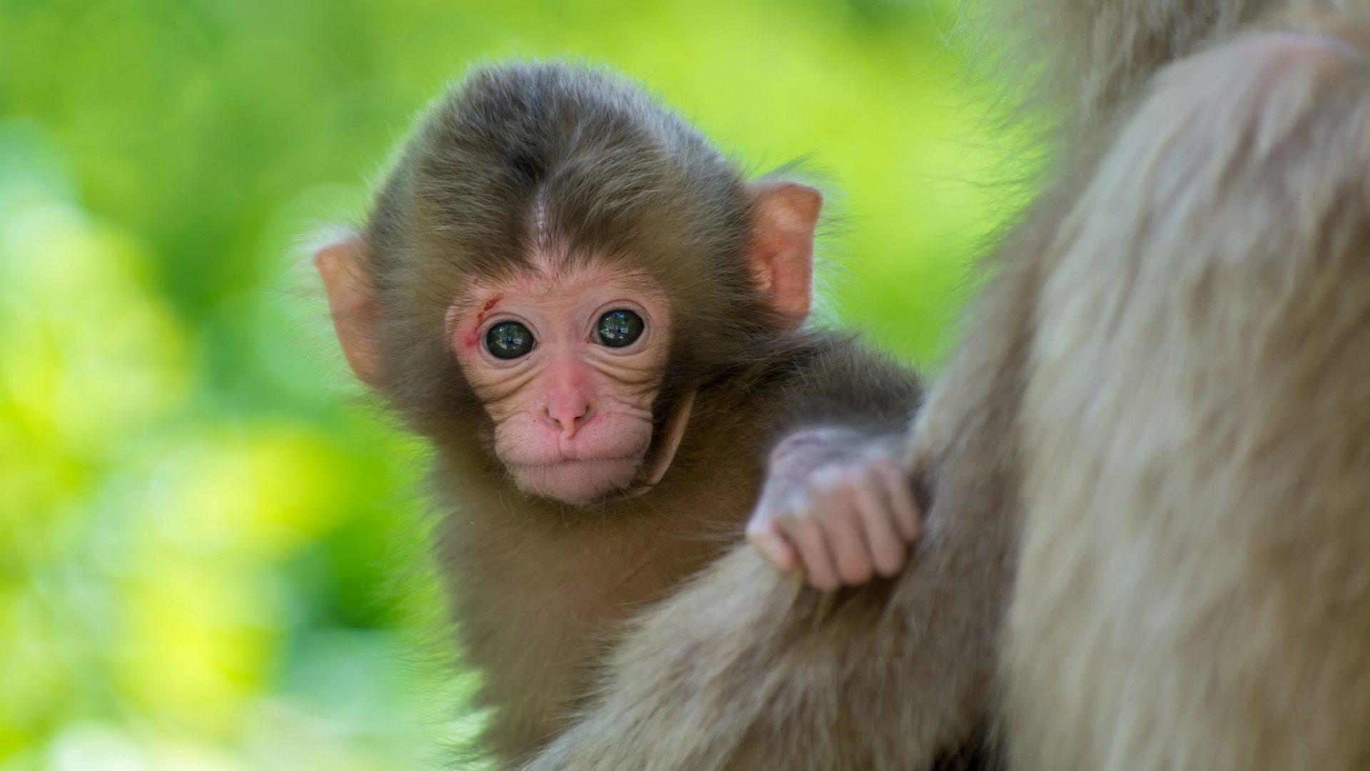 Monkey Tag Wallpaper Mother And Baby Animal Image