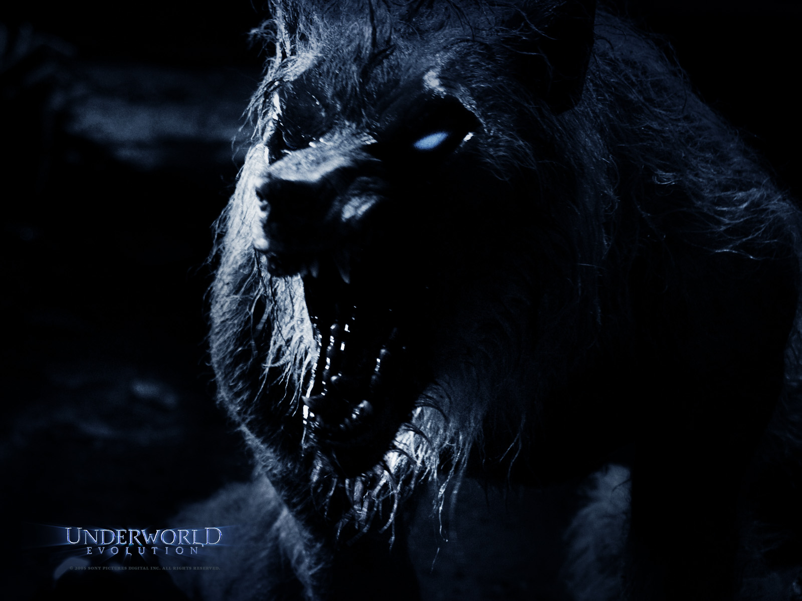 Werewolf HD Wallpaper Werewolves