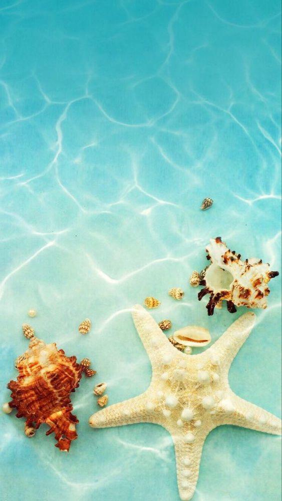 aesthetic iphone wallpaper seashells under the water Summer