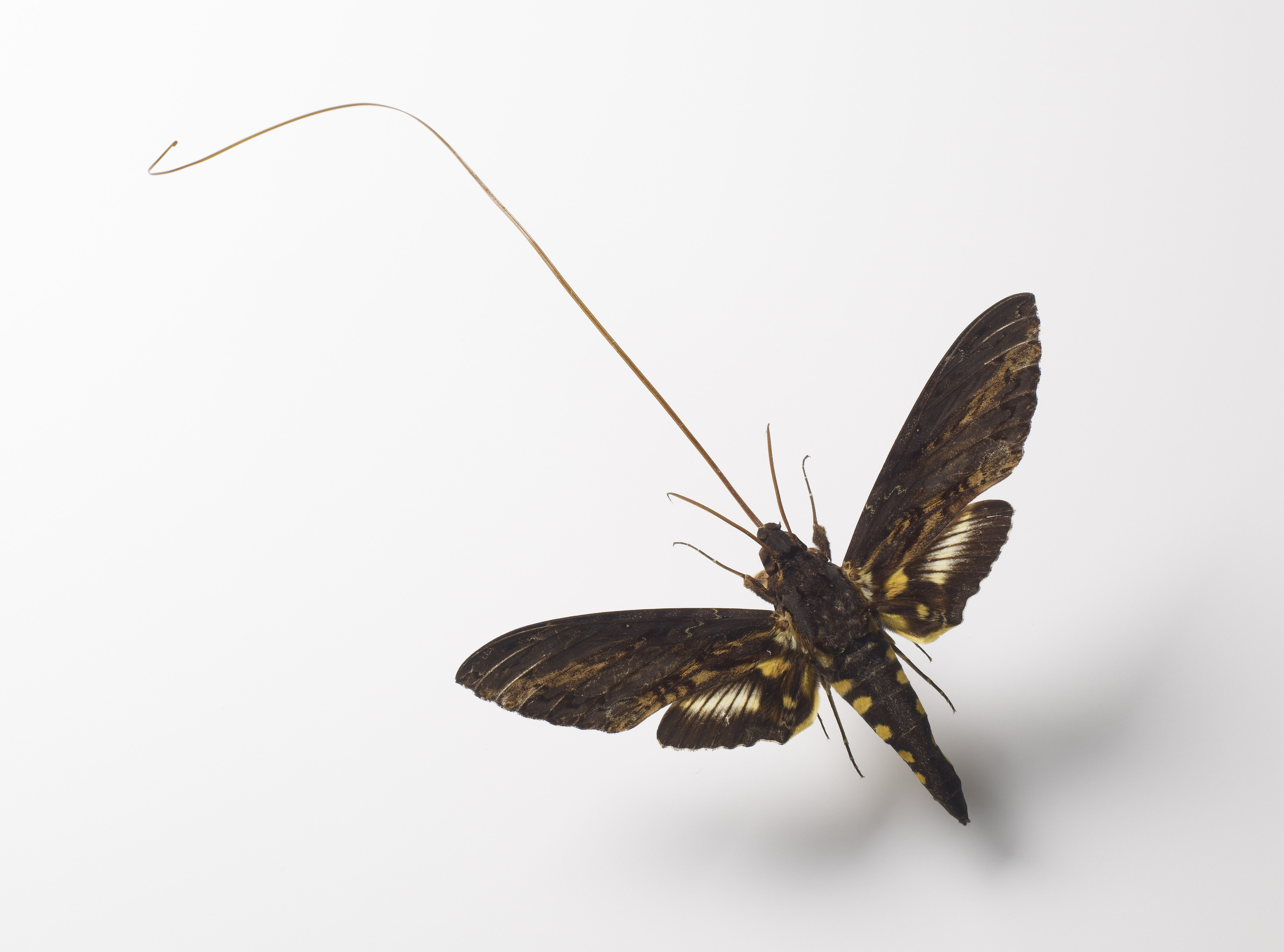 Morgan Sphinx Moth Wallpaper