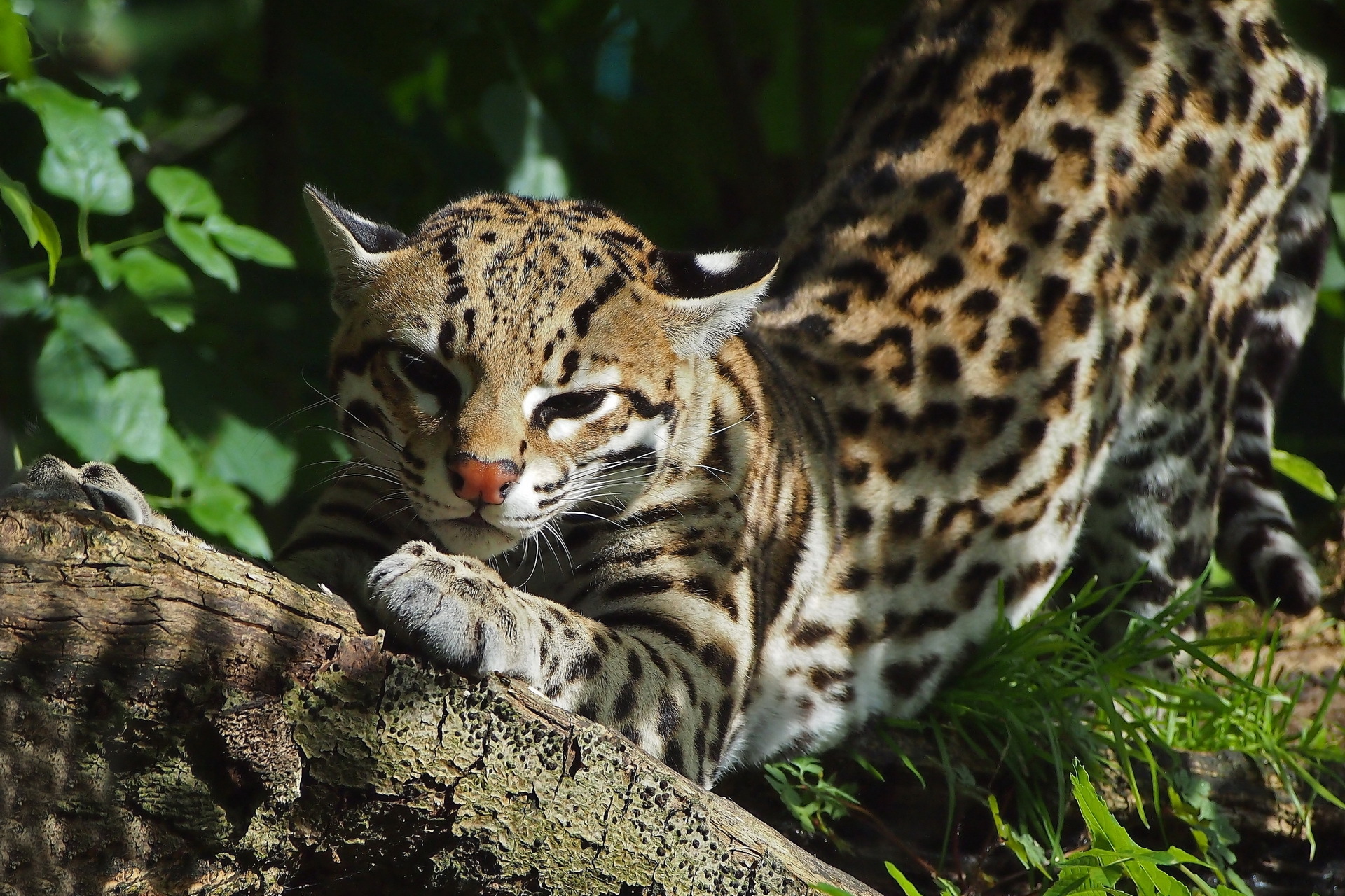 What is the title of this picture ? Ocelot Wallpaper - WallpaperSafari