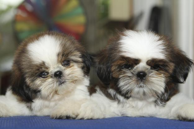 Cute Puppy Dogs Shih Tzu Puppies