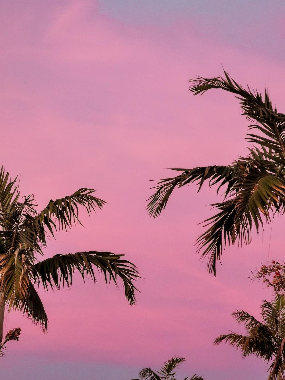 Pink Aesthetic Pictures Image