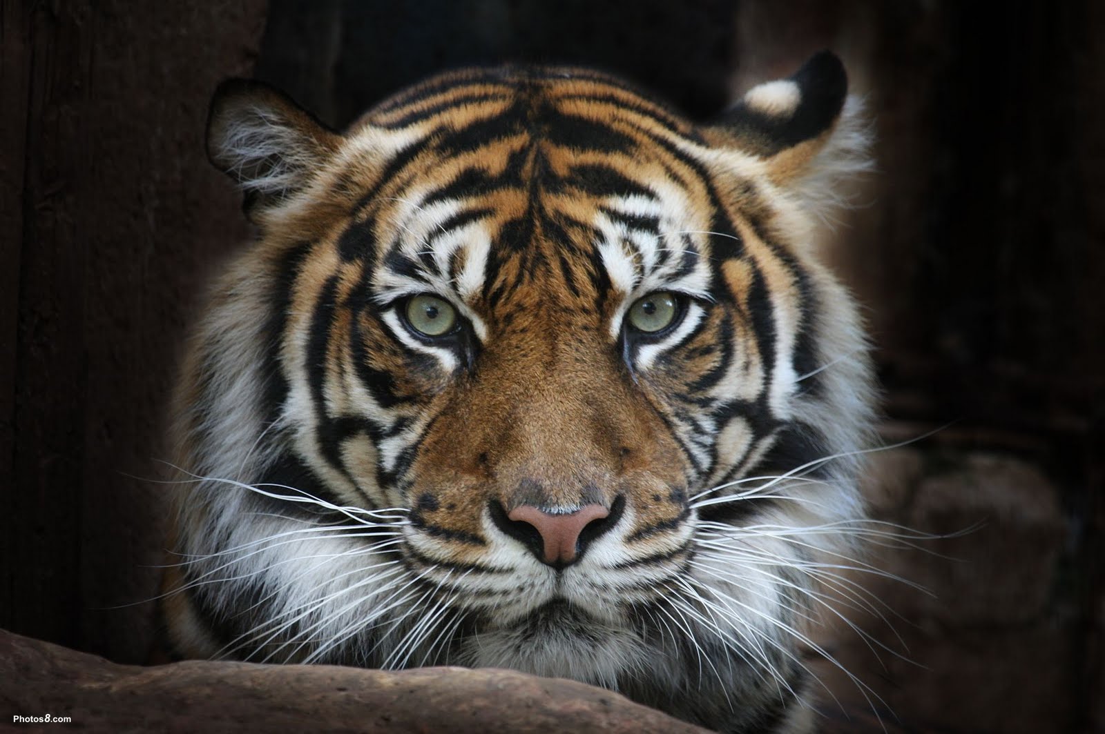 Sumatran Tiger Face Wallpaper Jpg