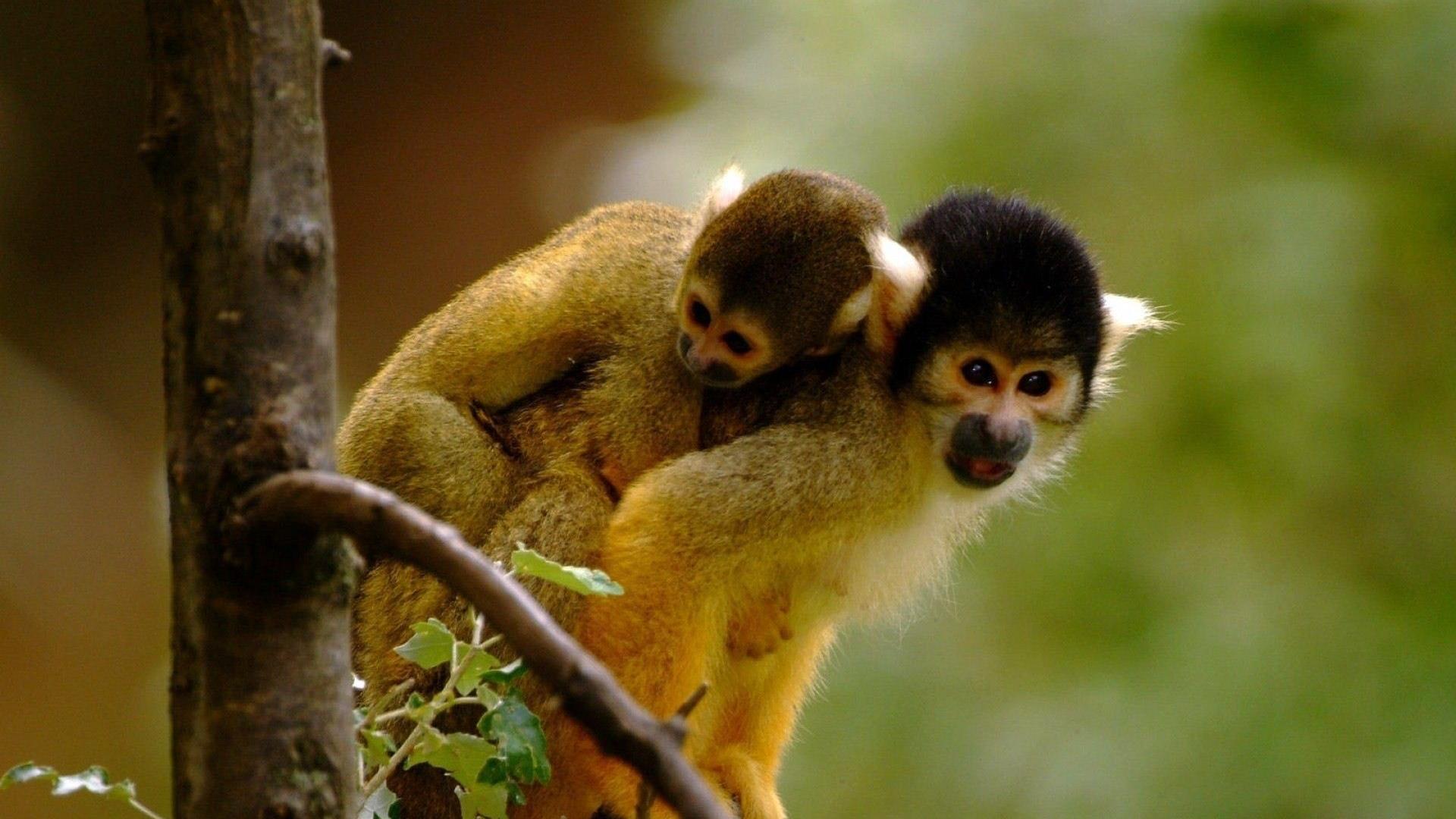 Cute monkeys wallpaper   1045363