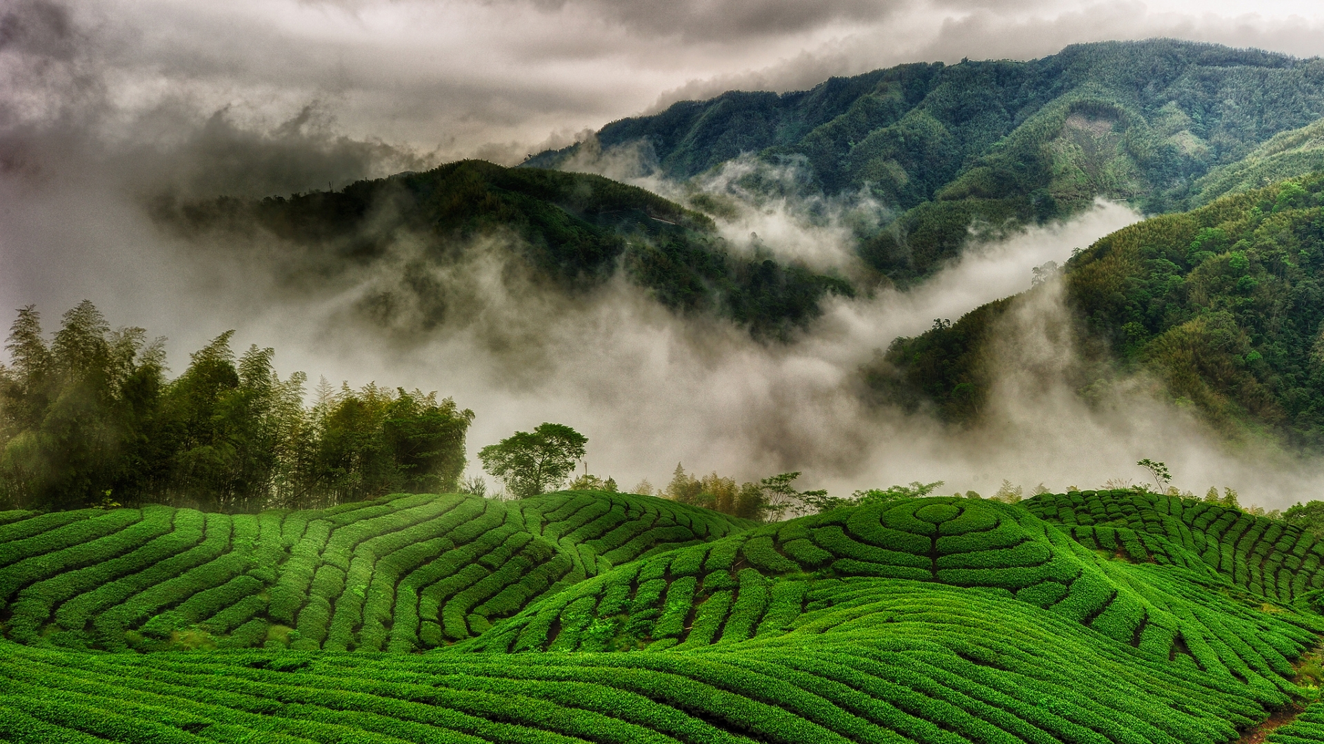 Tea Garden Wallpaper