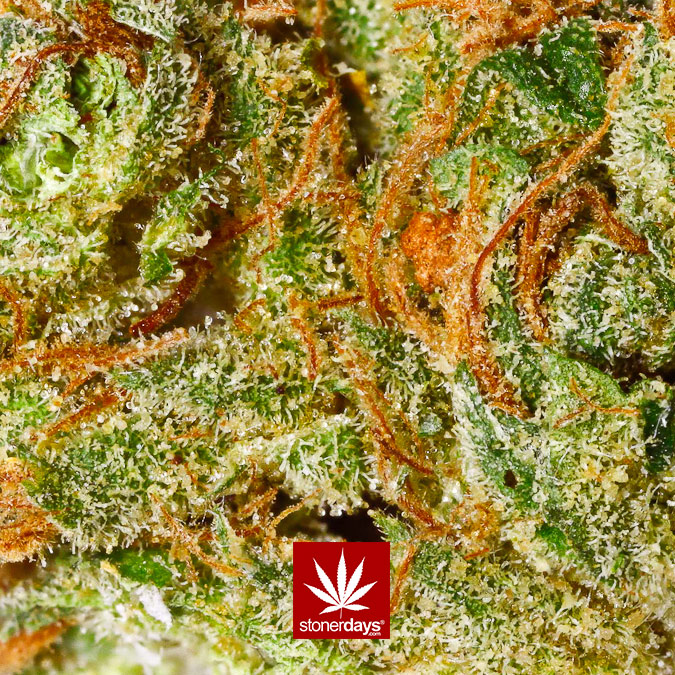 For Marijuana Wallpaper Screensaver Stoner Weed