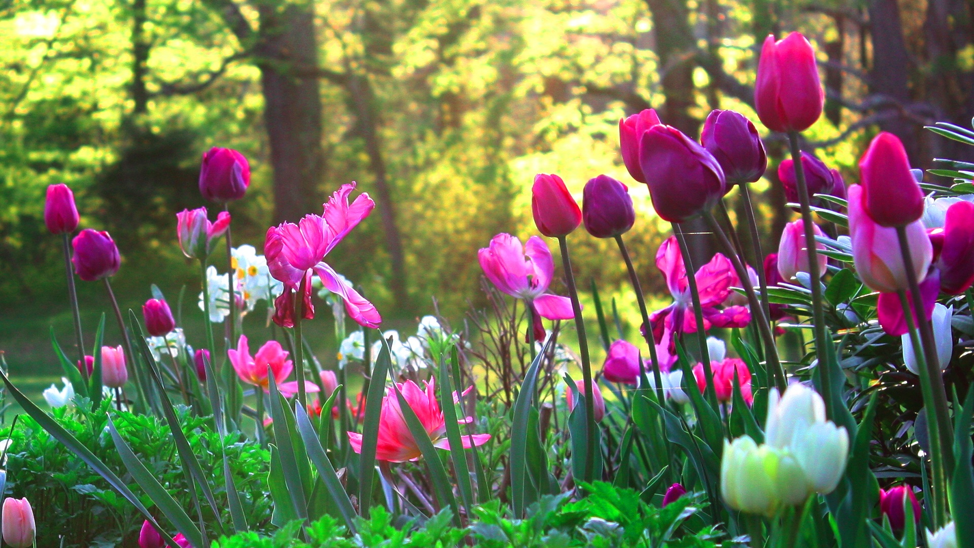 🔥 Free download Flower Garden Wallpaper High Resolution images