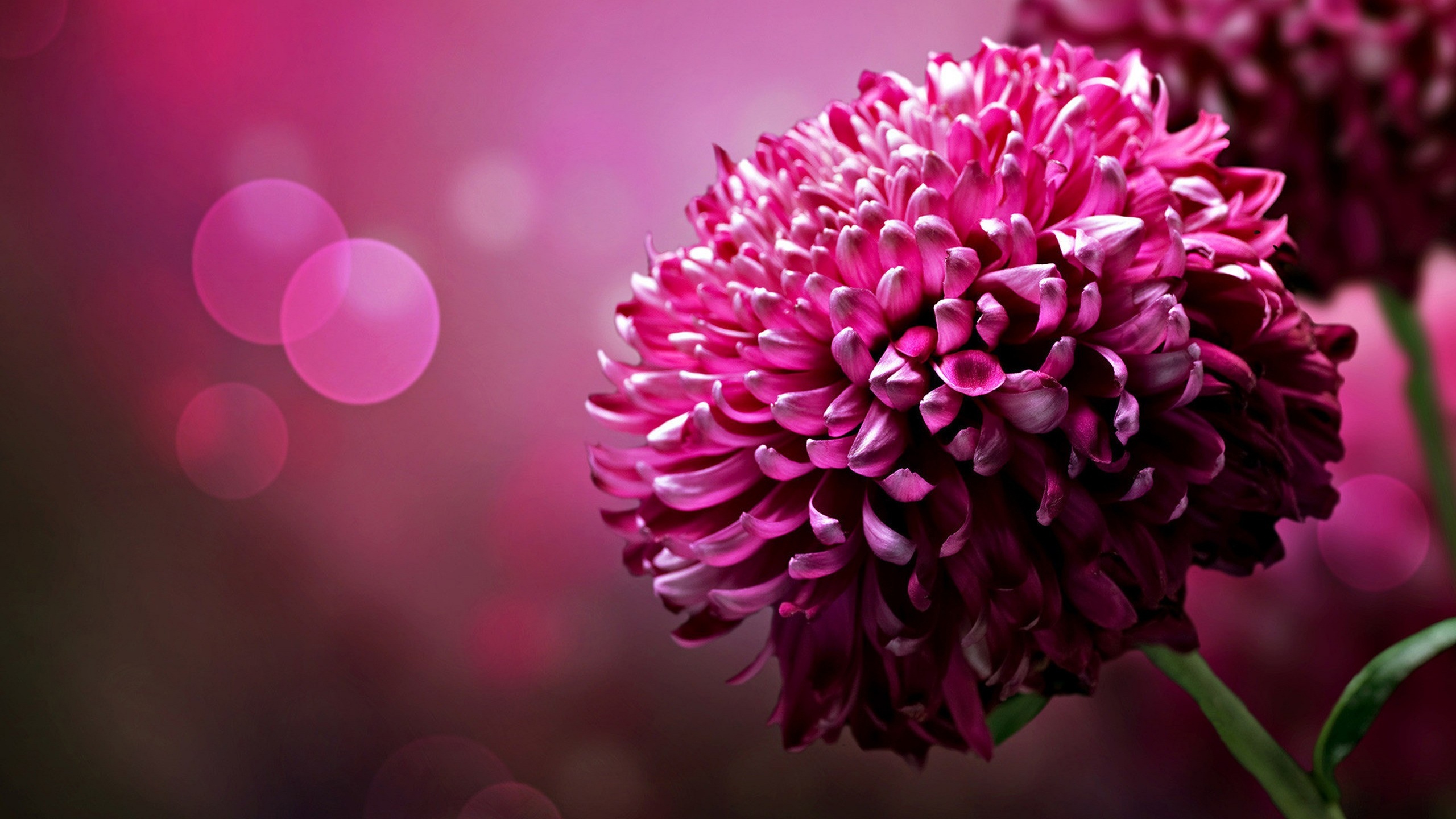 Nice Pink Flower HD Desktop Wallpaper Background