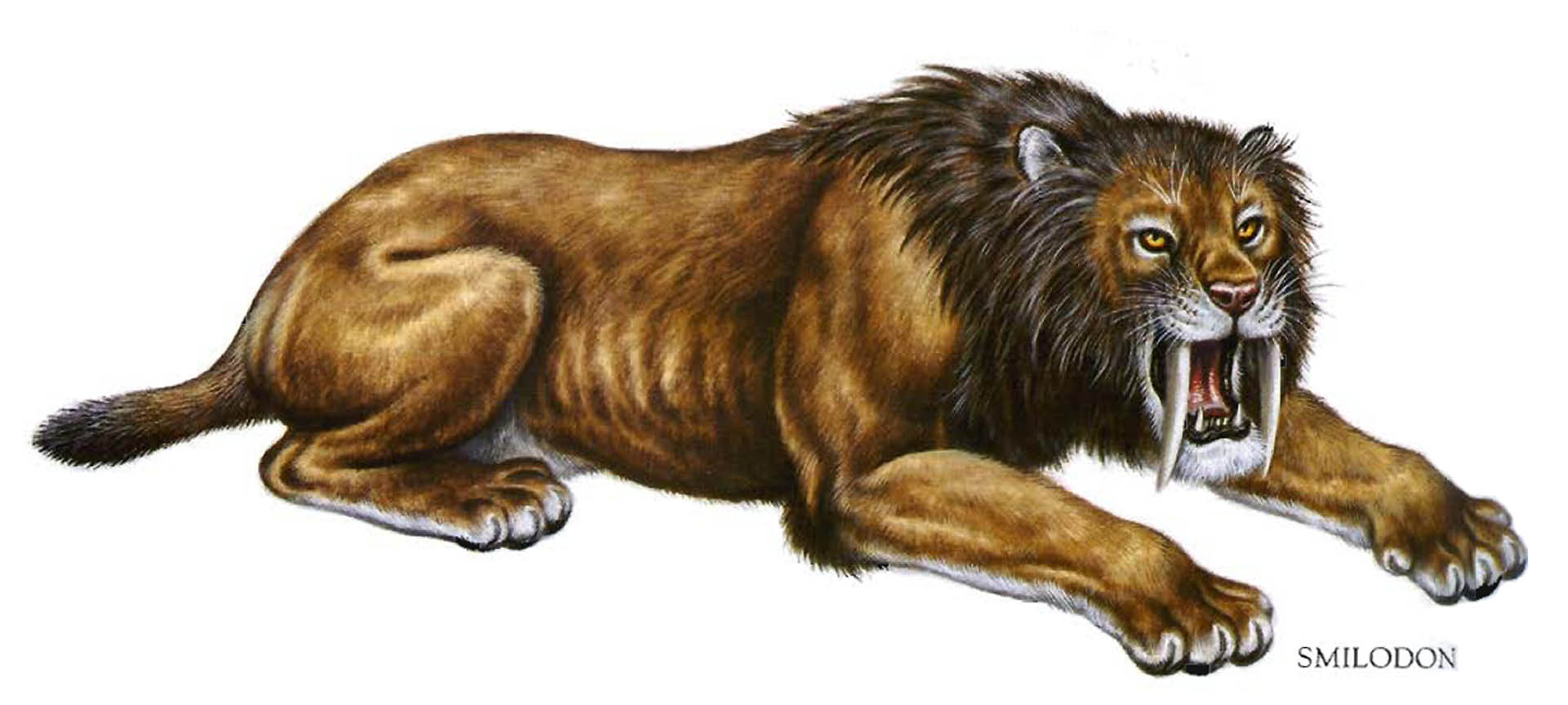 Sabertooth Lion Submited Image Pic2fly