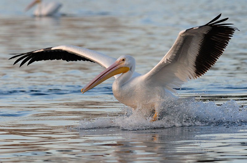 Pelicans Wallpaper Gallery Photos