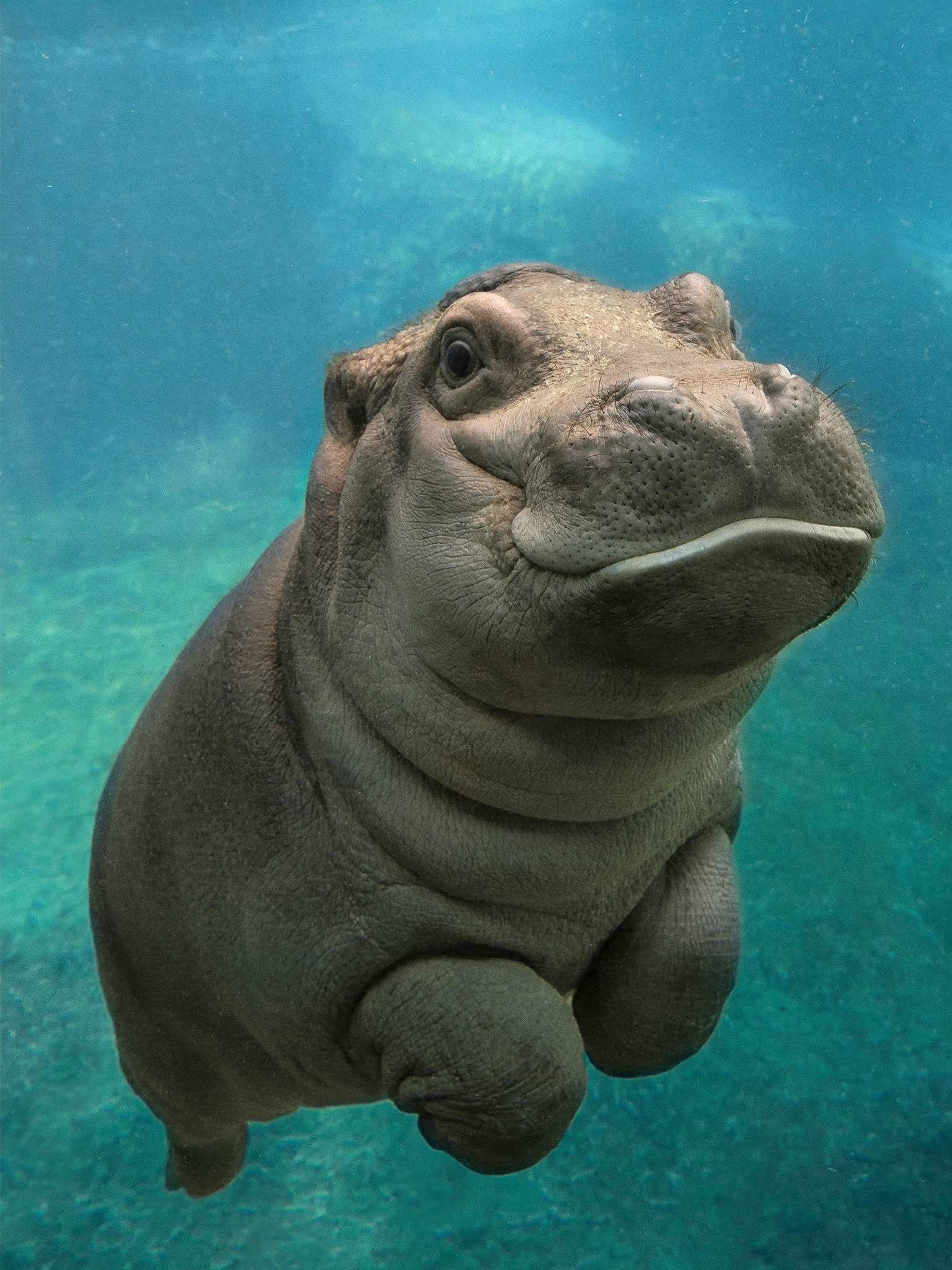 San Diego Zoo S Baby Hippo Wallpaper Background For
