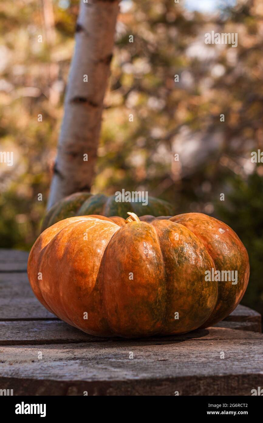 Pumpkin Decor On Wooden Bench Outdoor For Halloween And