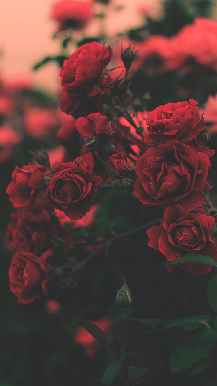 Romantic Roses iPhone X Wallpaper Preppy Red