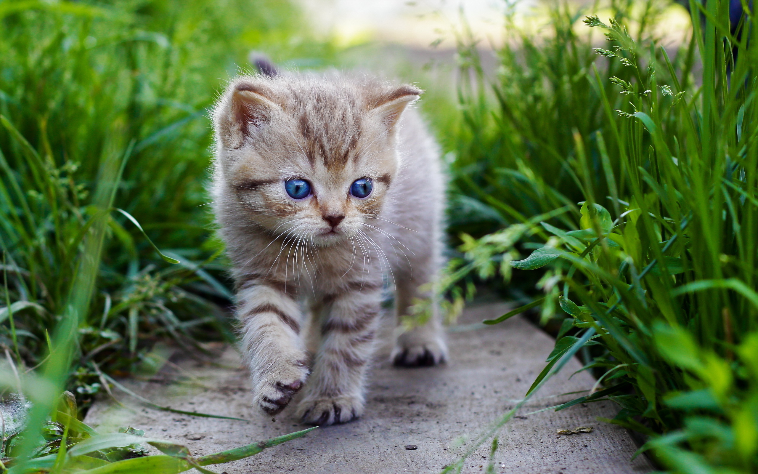 An adorable tabby kitten with bright blue eyes walks through green grass