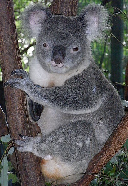 Koala Pictures Wallpaper Of