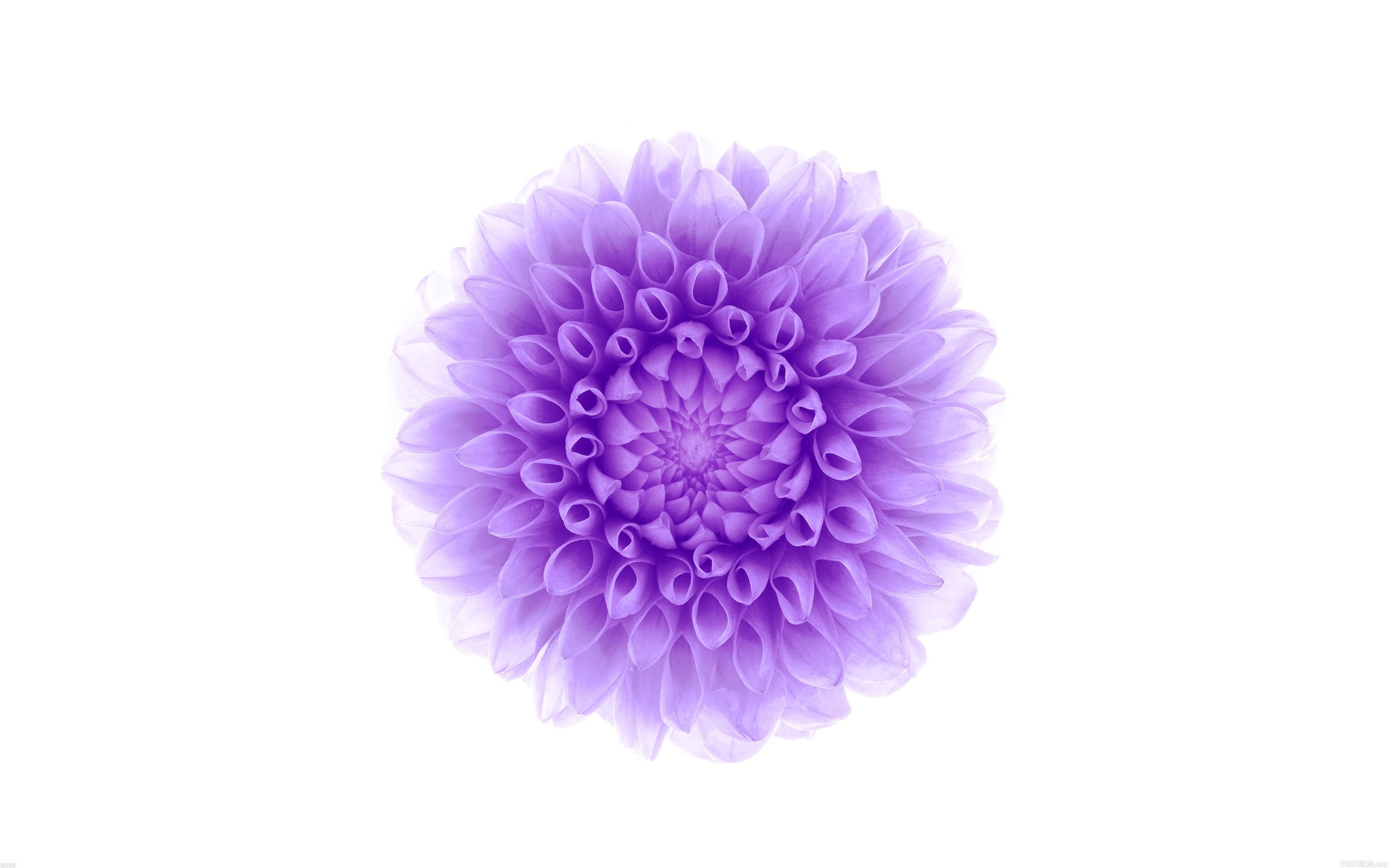 White Background Purple Flower Wallpaper iPhone And