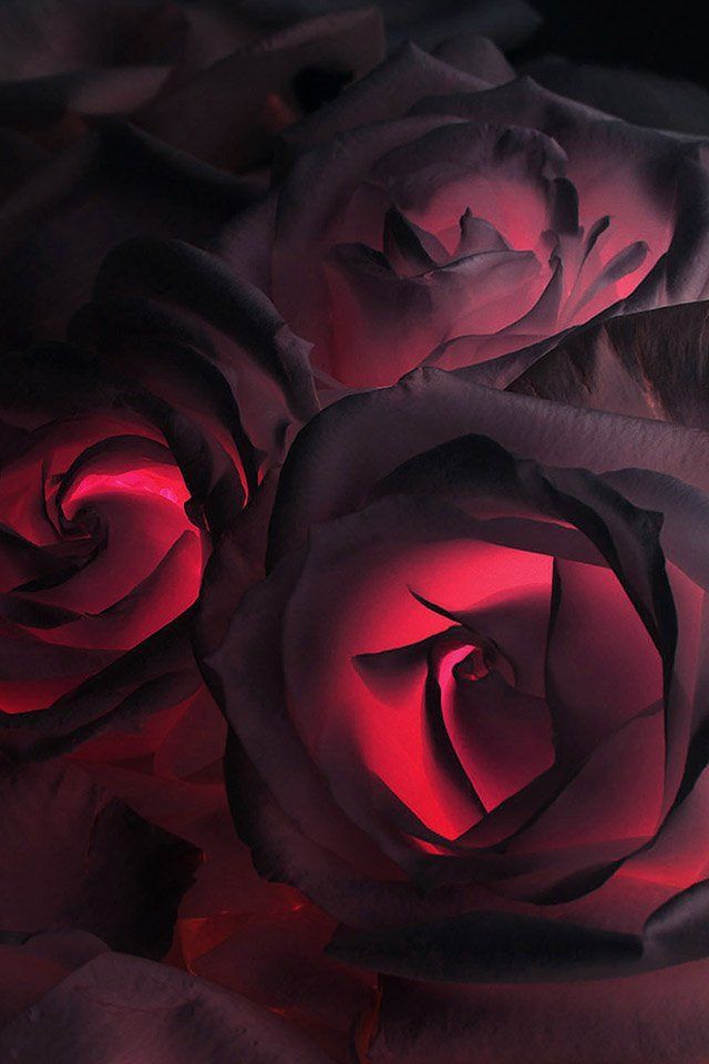 Rose Wallpaper iPhone Group