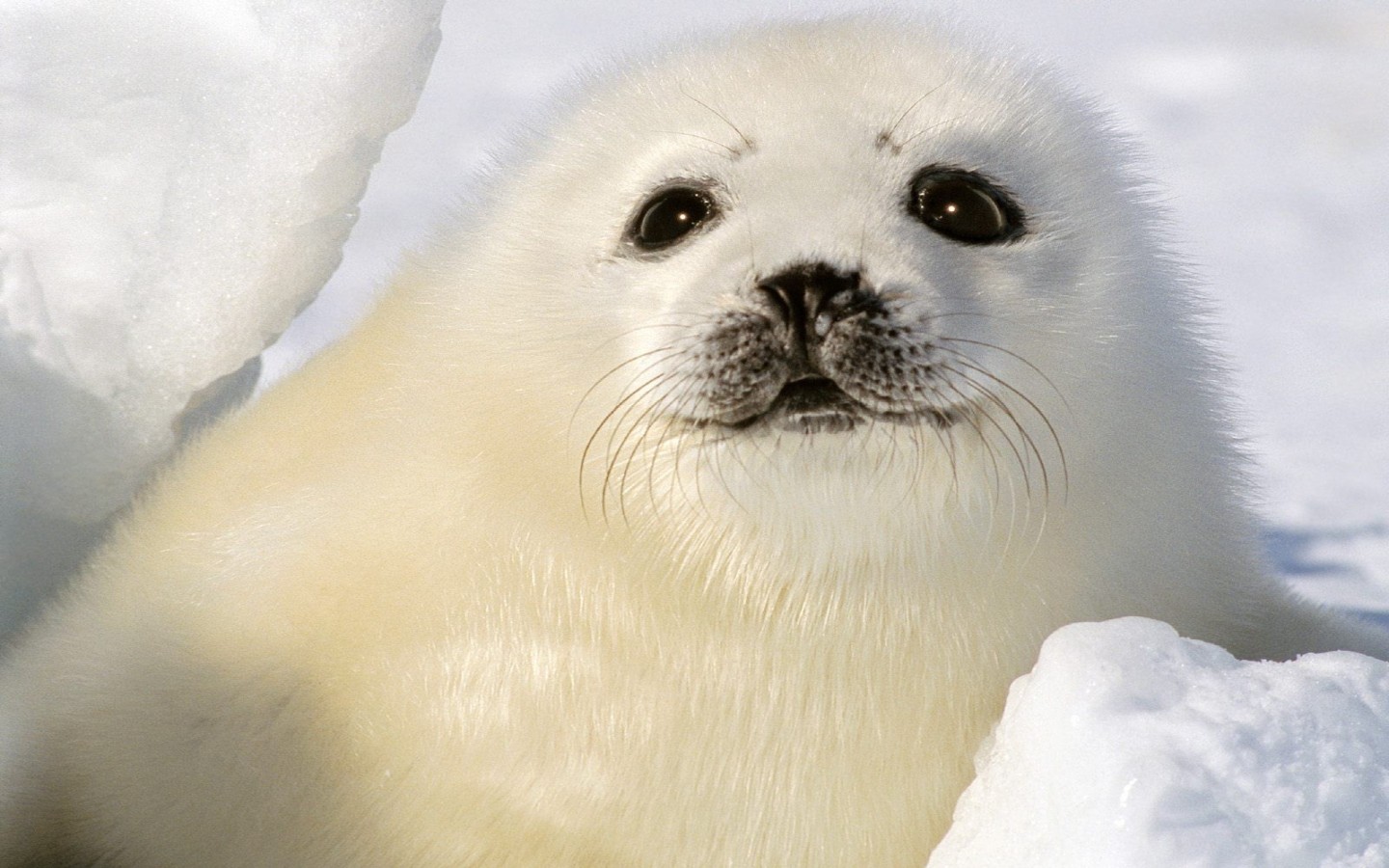 It Now Related Wallpaper Animals Seals Baby Harp Seal This
