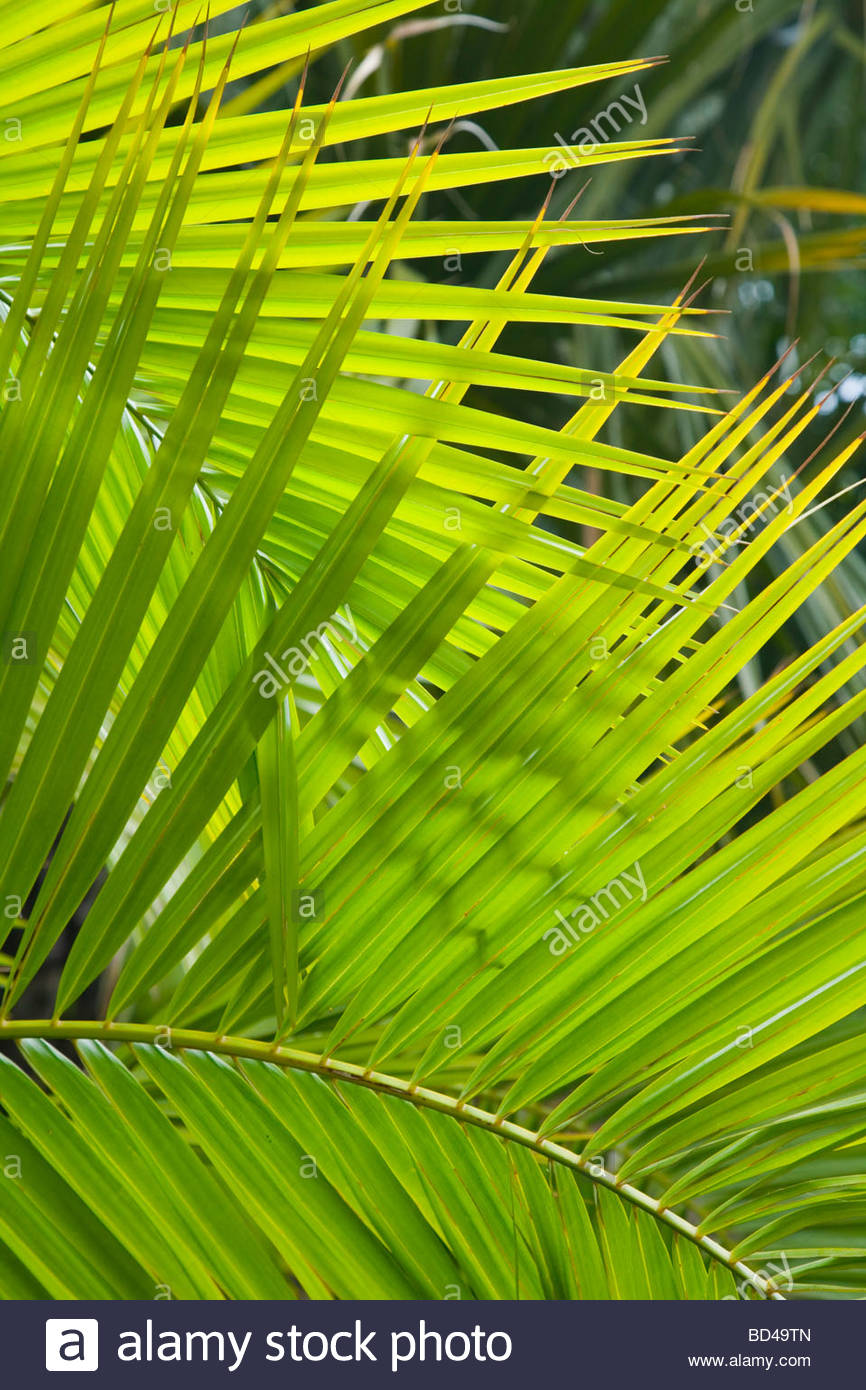 Palm Frond Closeup Ideal For A Jungle Theme Or Background Stock