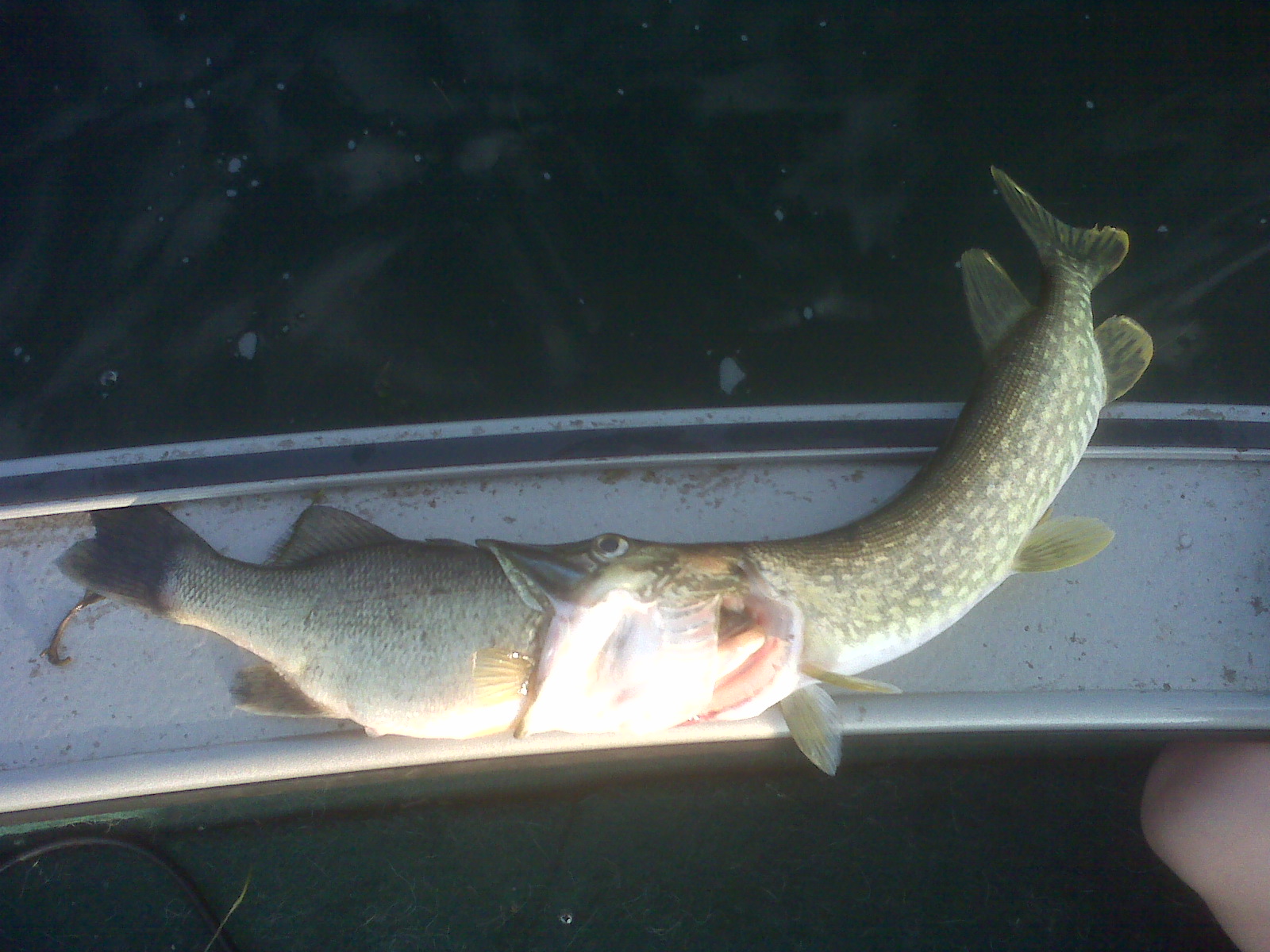 Muskie Eats Muskrat Pike Bites Off More Than It Can Chew Outdoors