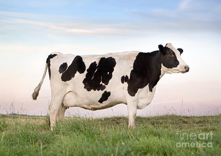 Holstein Dairy Cow By Cindy Singleton