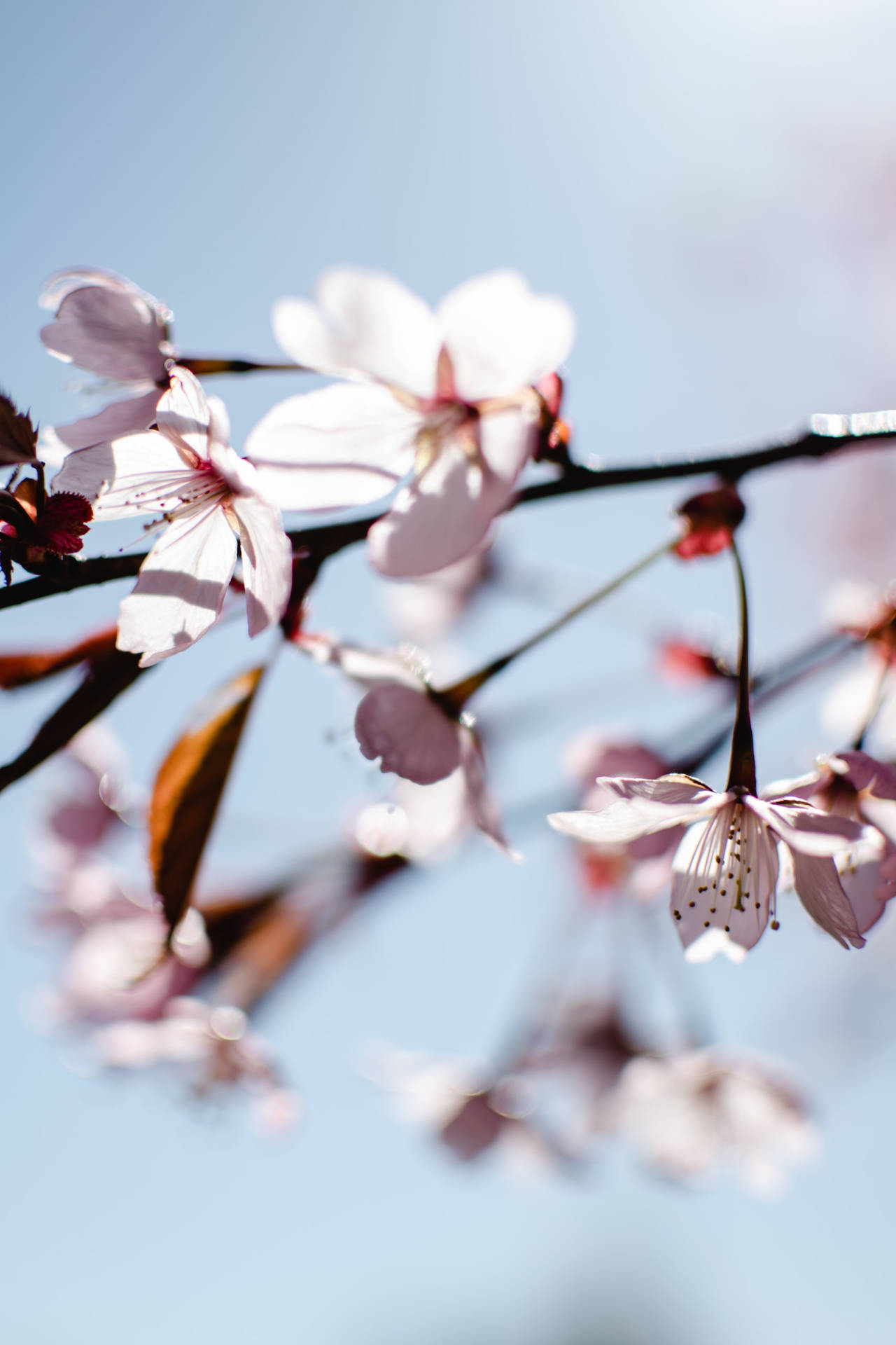 Top Flower Android Wallpaper Full HD 4k To Use