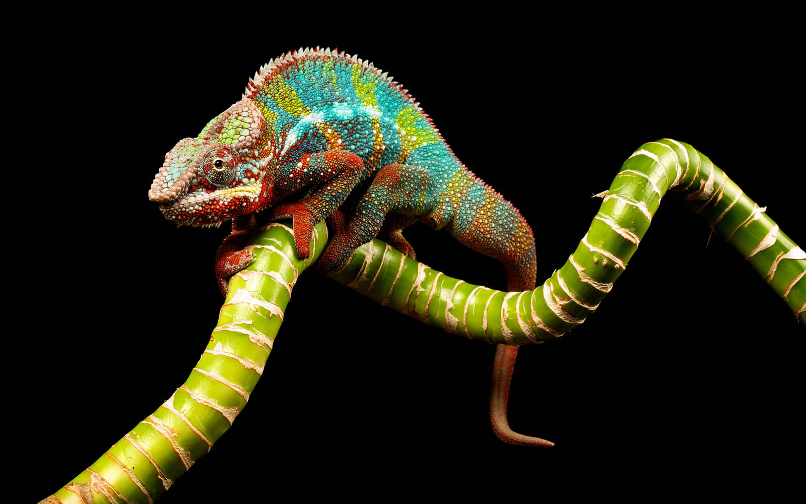 Tag Chameleon Wallpaper Background Photos Image And Pictures For