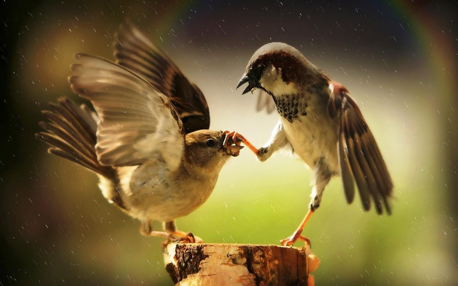 HD Animal Photo With Two Fighting Birds Wallpaper