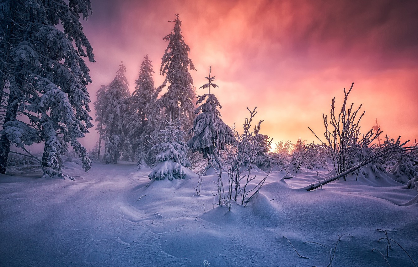 Wallpaper Winter Forest Snow Morning South West Germany The