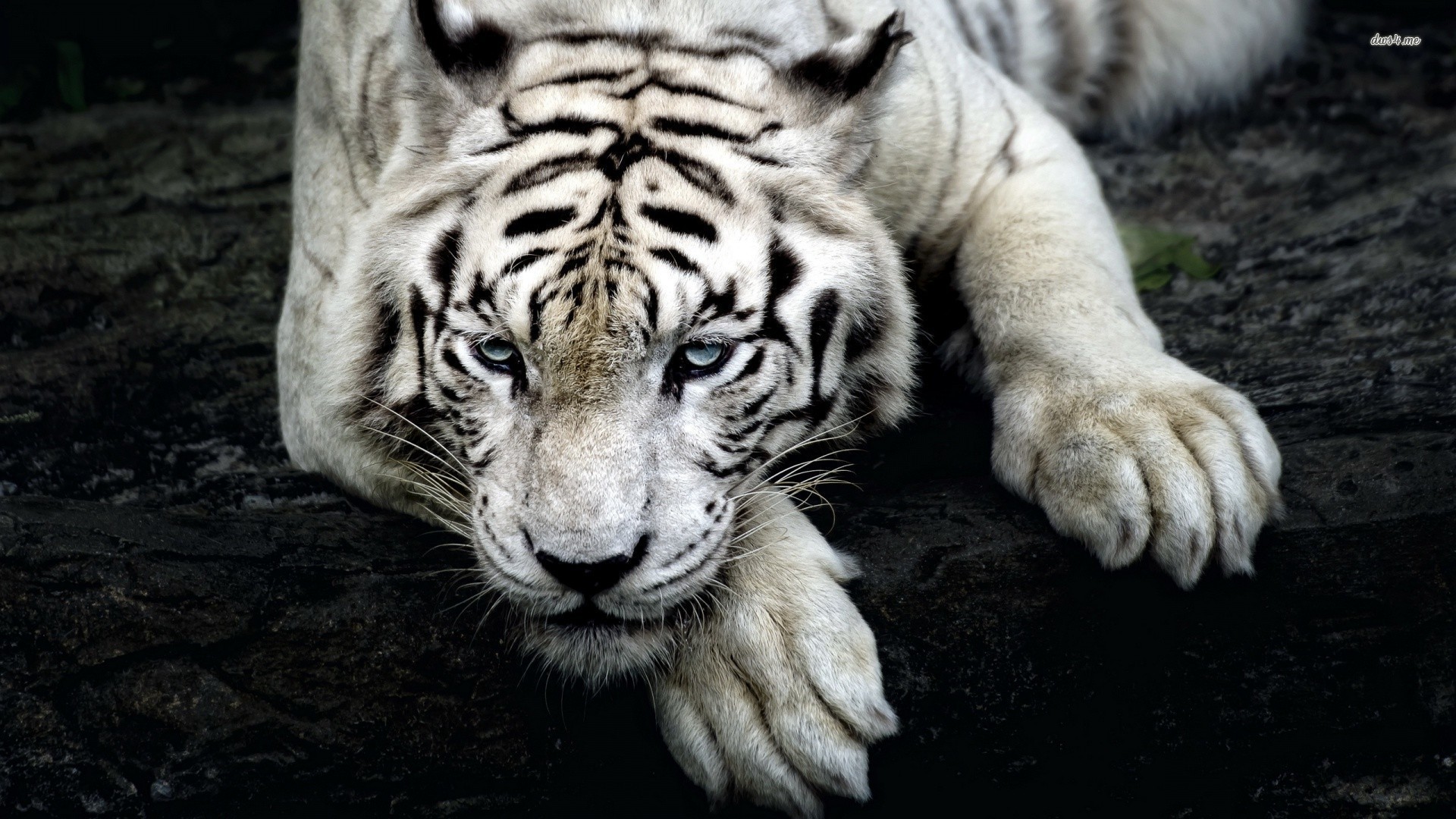 Majestic White Tiger Resting on a Rock