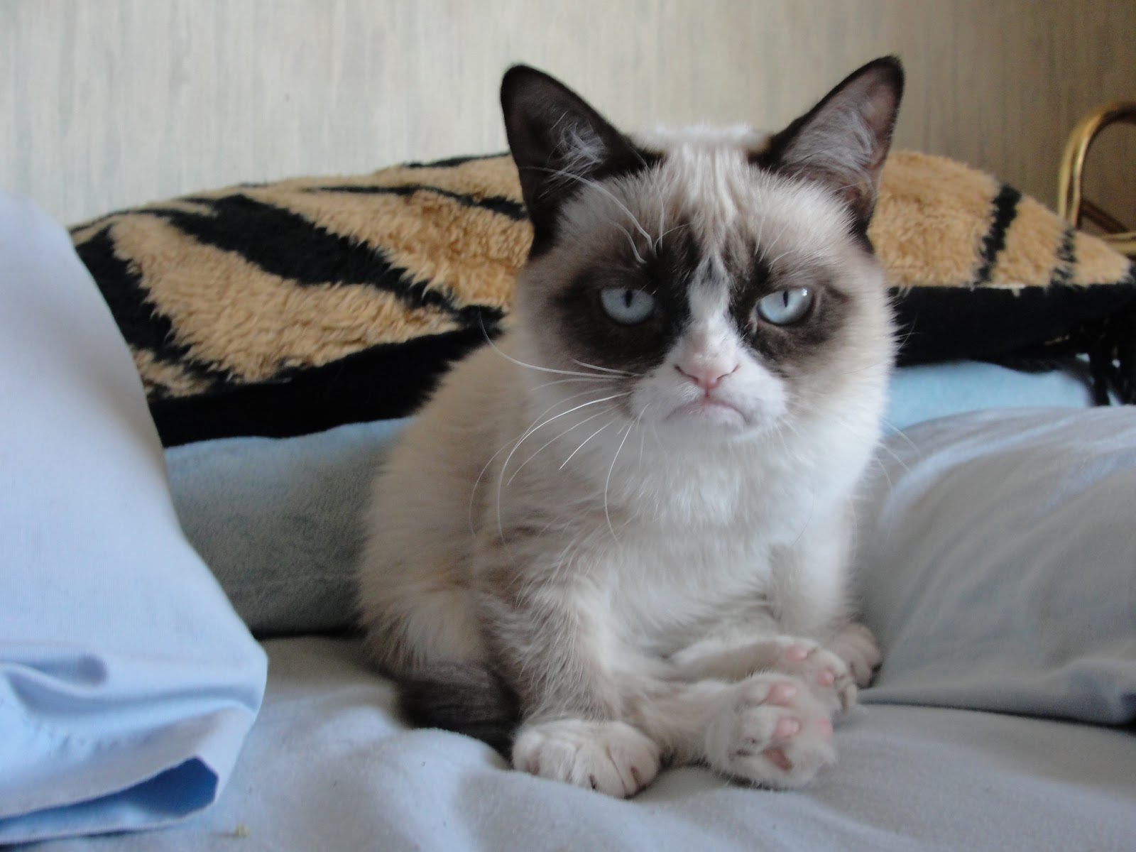 Grumpy Cat Pictures HD Wallpapers Hd Wallpapers