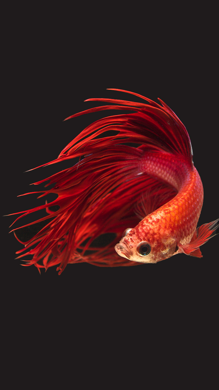 Apple IPhone 6s Wallpaper With Super Red Crowntail Betta Fish In Dark