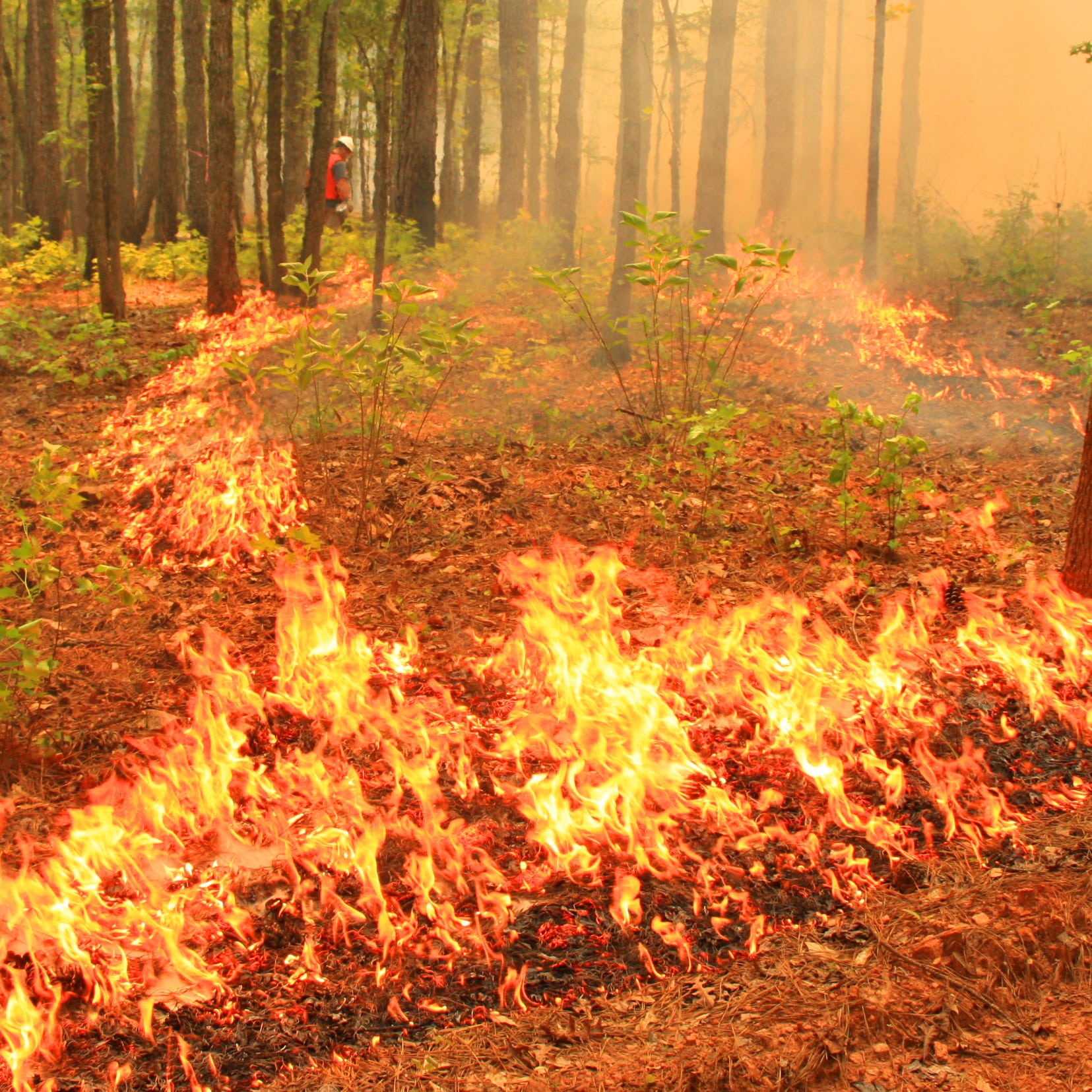 Prescribed Fire Wallpaper