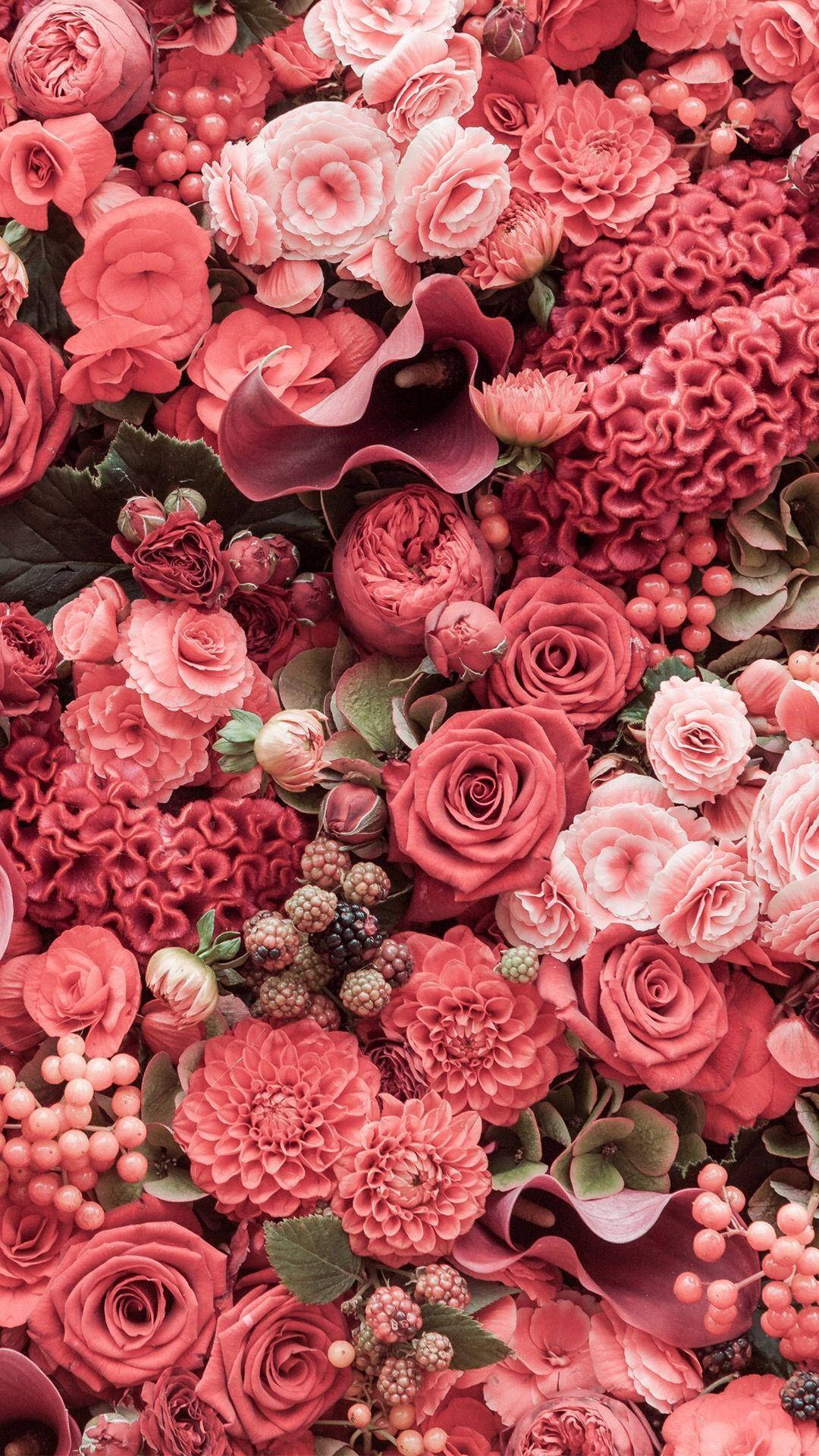 Pink Rose iPhone Wallpaper