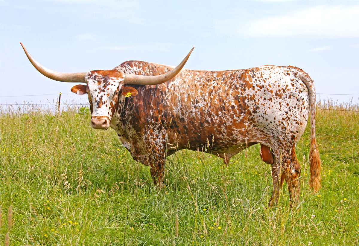 Spotted Texas Longhorn Bull Cattle