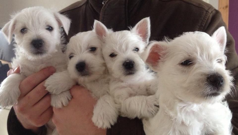 West Highland White Terrier Westie Puppy For Sale Near New York