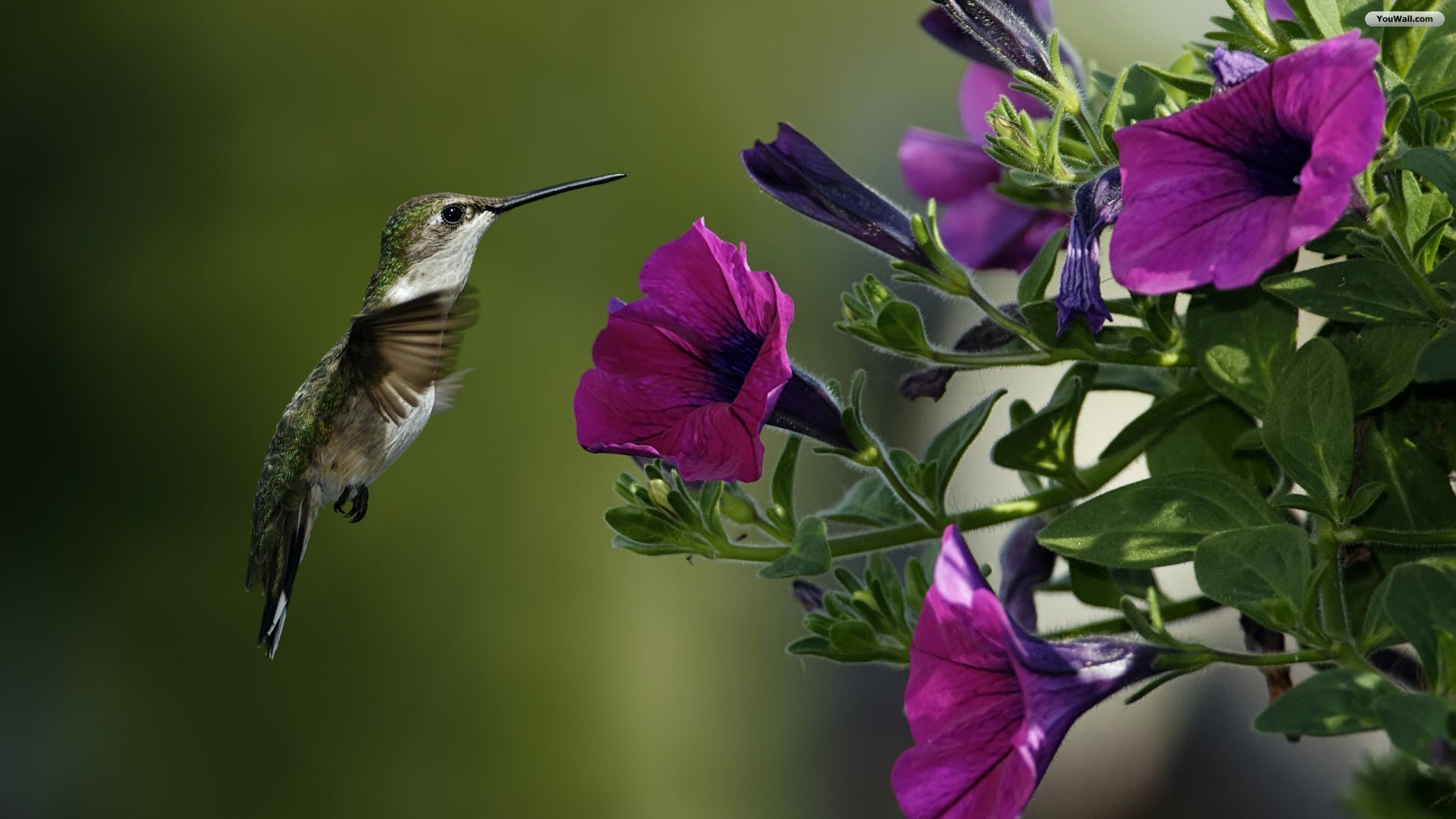 Image Image Birds Flowers Wallpaper Full Hd