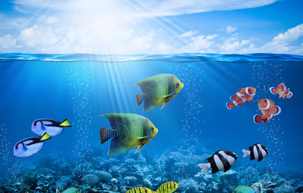 Wallpaper Tropical Coral Reef Underwater Ocean Fishes