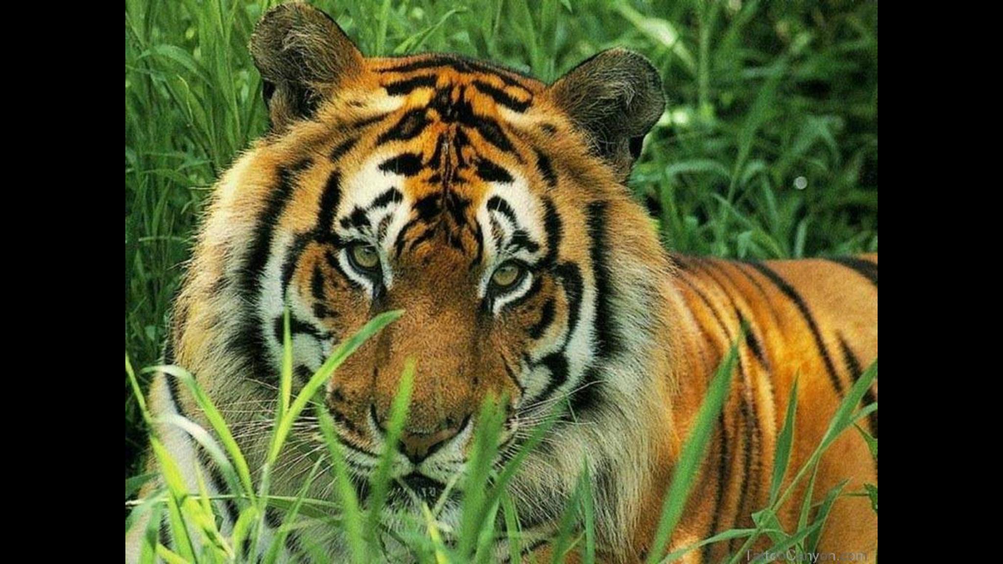 Related Pictures Siberian Tiger Wallpaper