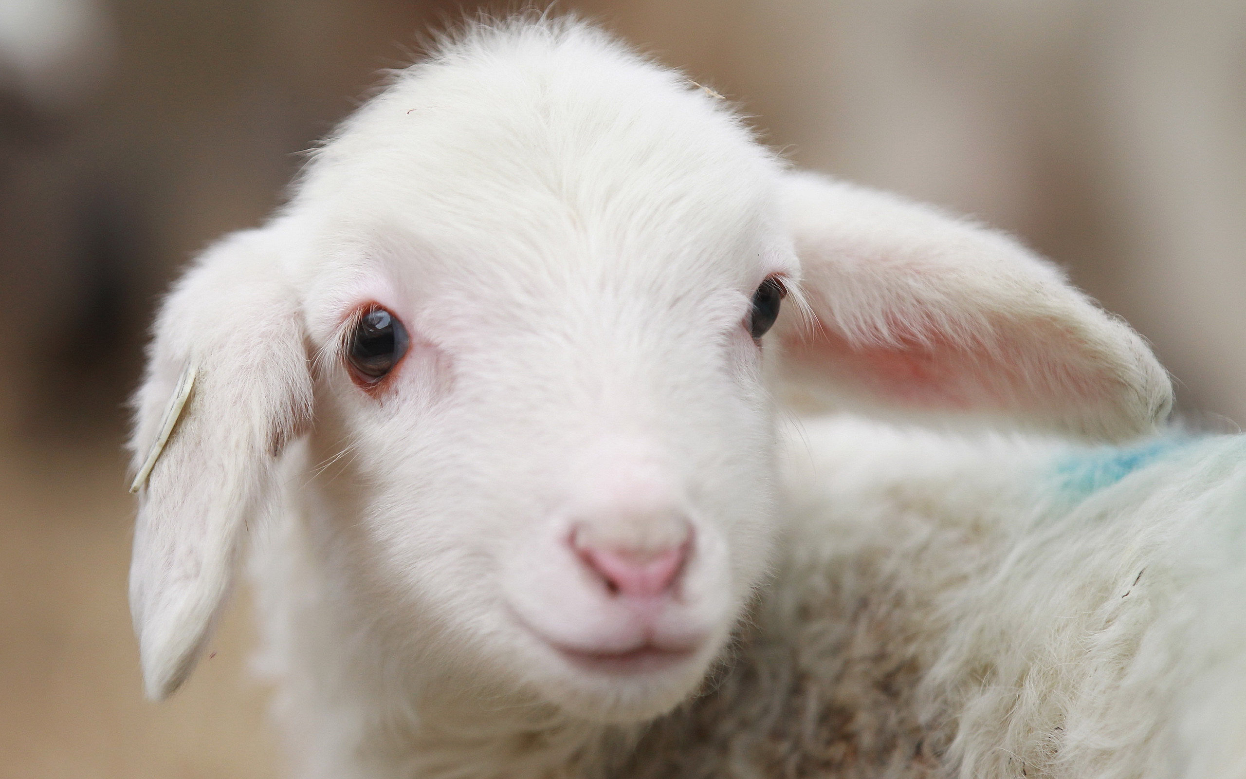 Charming Sheep Portrait HD Wallpaper