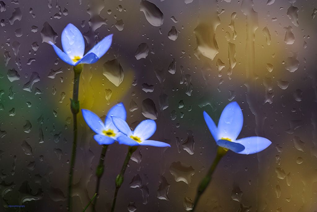 APRIL SHOWERS BRING MAY FLOWERS blue flowers nature rain 121633